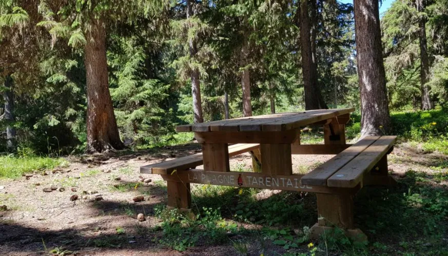 Picnic table on the Lac Noir peat bog trail