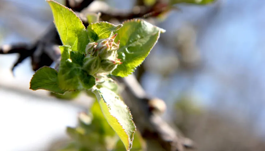 Apple trees in flower