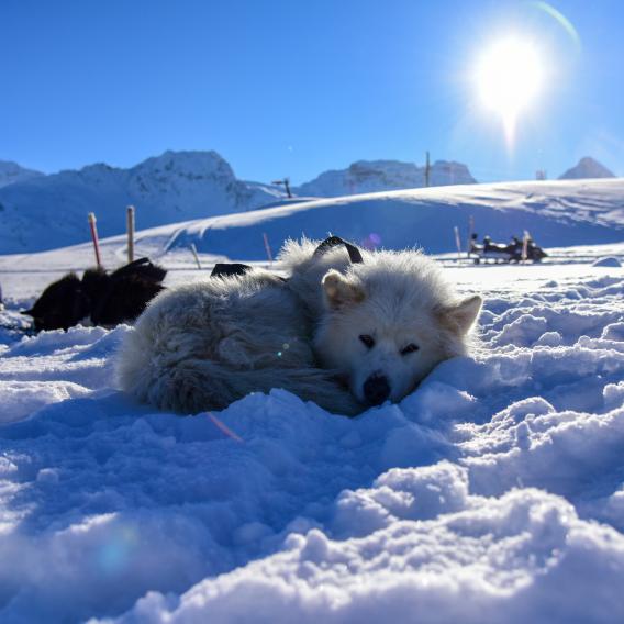 Chien de traineau couché dans la neige à La Plagne