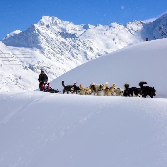 Balade en chiens de traineaux à La Plagne