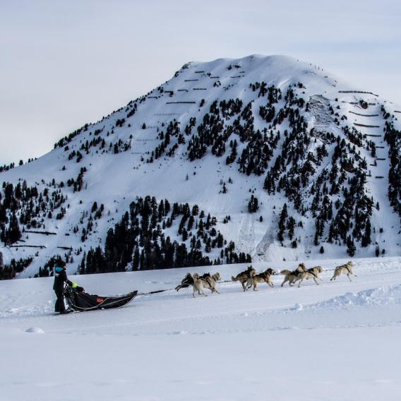 Initiation chiens de traineaux vue sur le Mont St Jacques