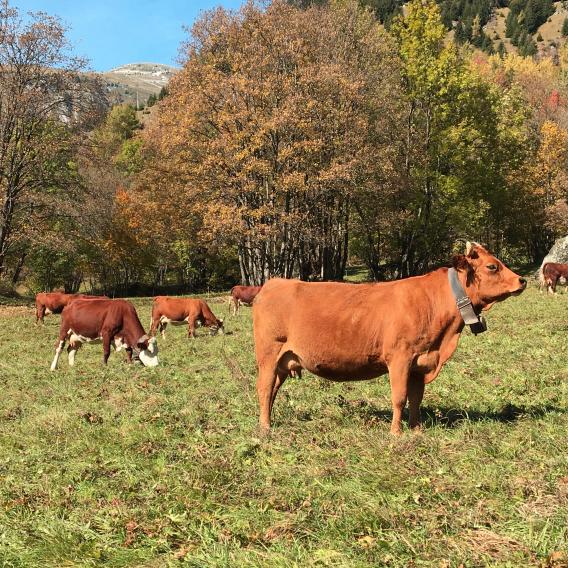 Vaches en vallée à Champagny en Vanoise