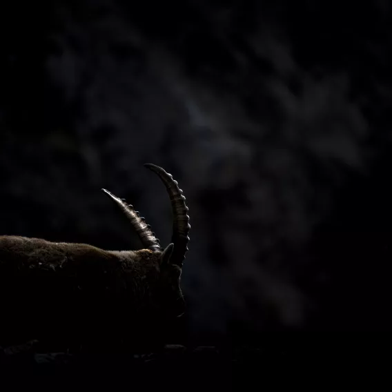 Espèces protégées_JEUNE TALENT_M Gaspard BURIEZ