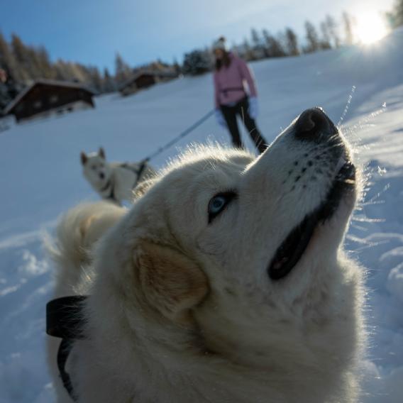 Cani-raquette La Plagne