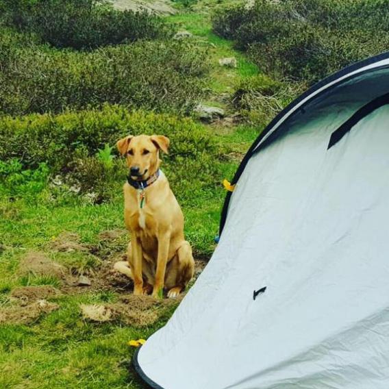 vacances avec son chien à La Plagne