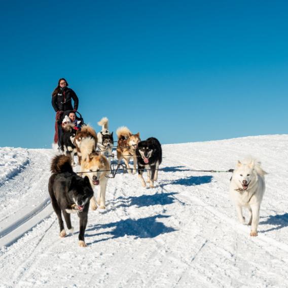 Chiens de traineaux à La Plagne