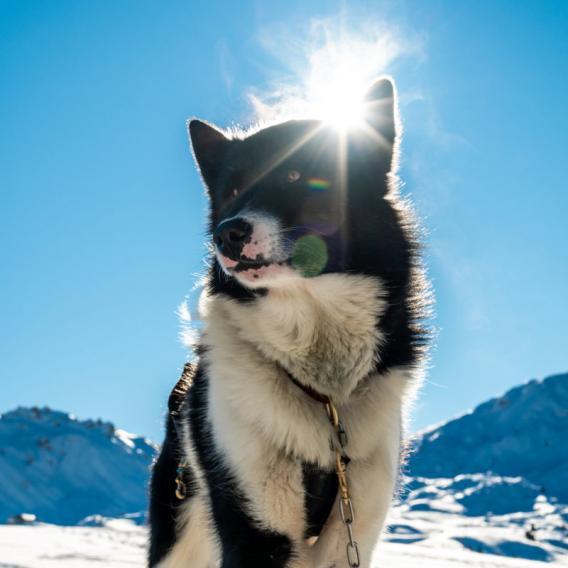 Chiens de traineaux sous le soleil