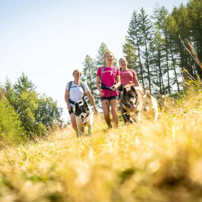Dog treks