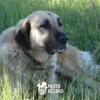 Protection dogs: best practices to adopt