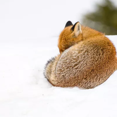 Fact or fiction? Test your knowledge of mountain flora and fauna