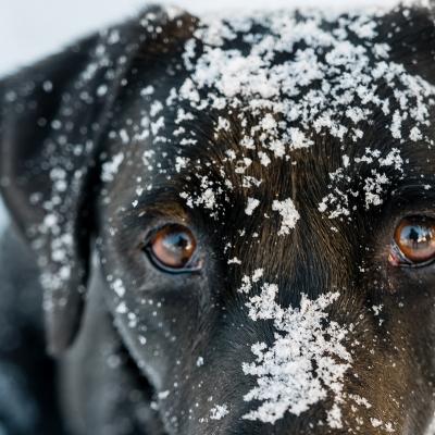 Taking your dog to the mountains, our advice Taking your dog to the mountains, our advice