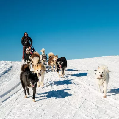 Dog sled ride