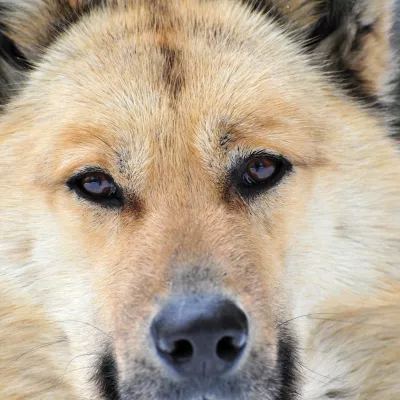 Taking your dog to the mountains, our advice