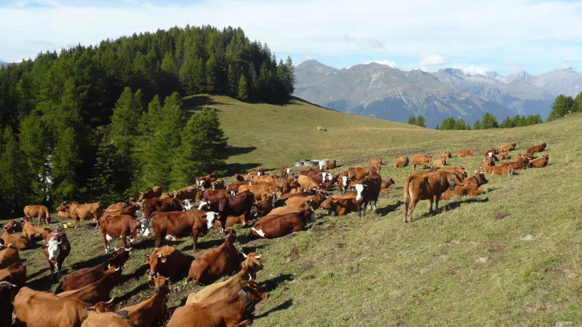 Tarine cows