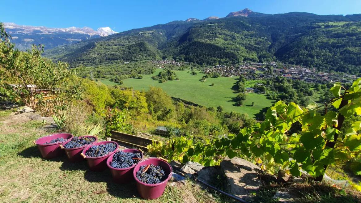 Vignes de La Côte d'Aime