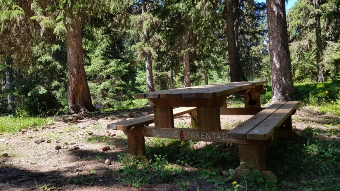 Picnic table on the Lac Noir peat bog trail