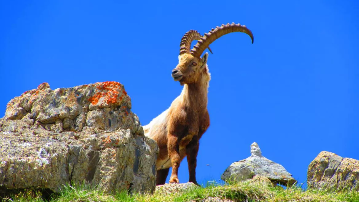 Aloïs Godard mountain guide - Plagne Valley