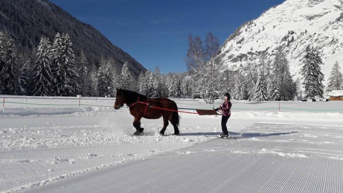 Ski joëring