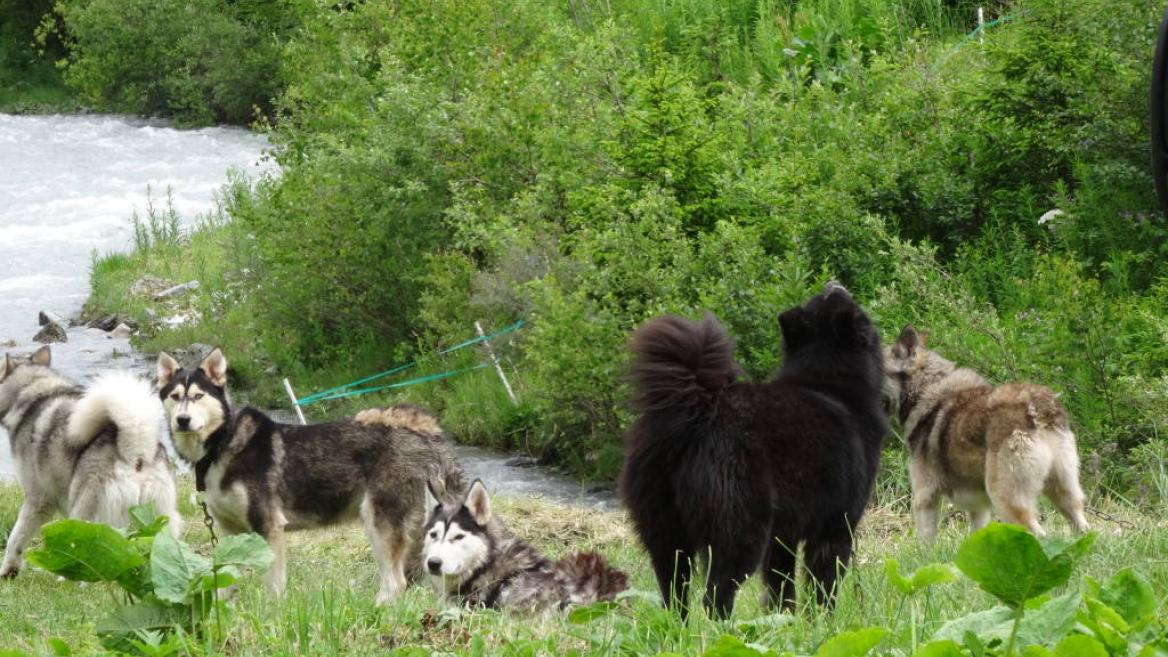 Cani-rando - Hiking with dogs
