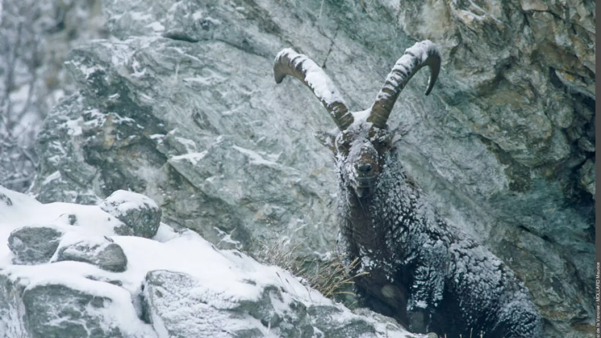 Observing ibex_Champagny-en-Vanoise