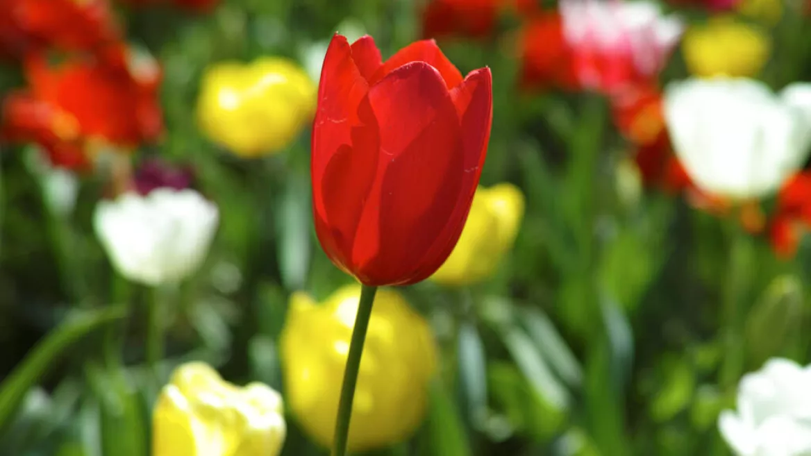 Tulip Festival_Aime-la-Plagne