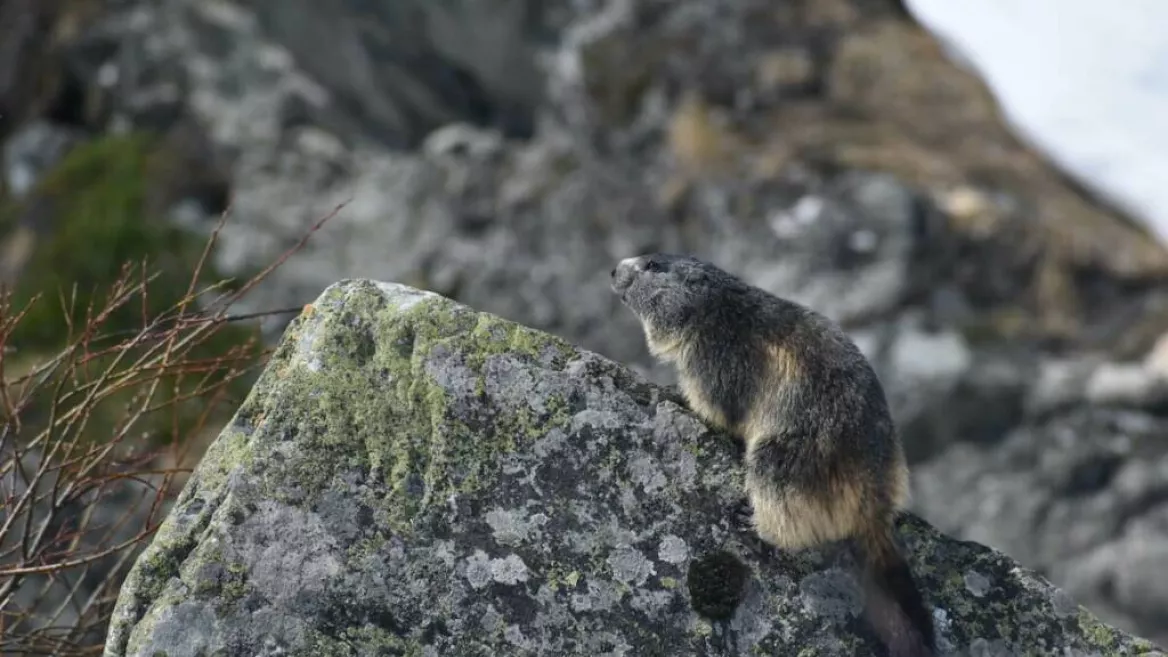 Matthieu RONDOUIN - Mountain guide