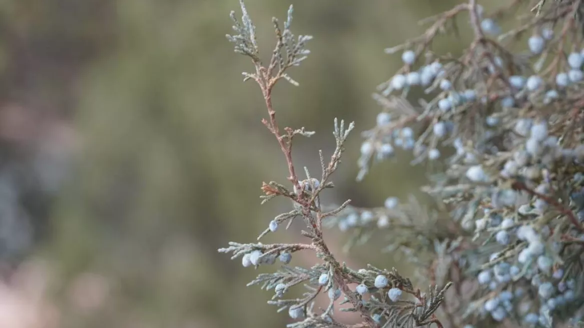 Les Genévriers trail
