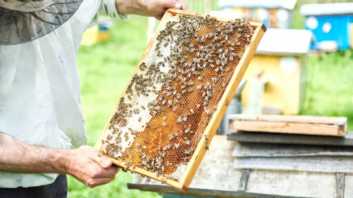 Visit of Séez beekeeping school_Aime-la-Plagne