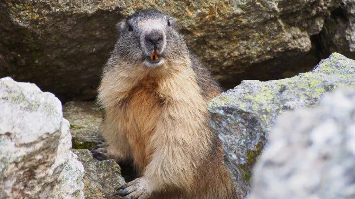 Nature and discovery I High altitude flora and fauna - La Sassière_Montchavin-les-Coches