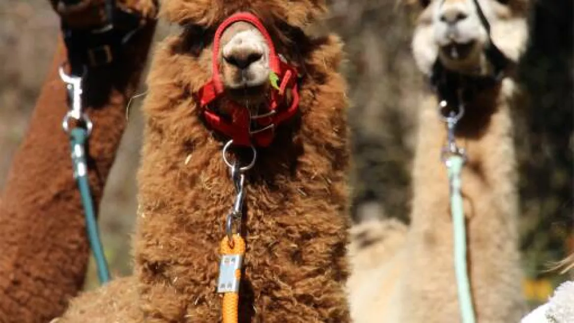 Une partie de notre troupeau