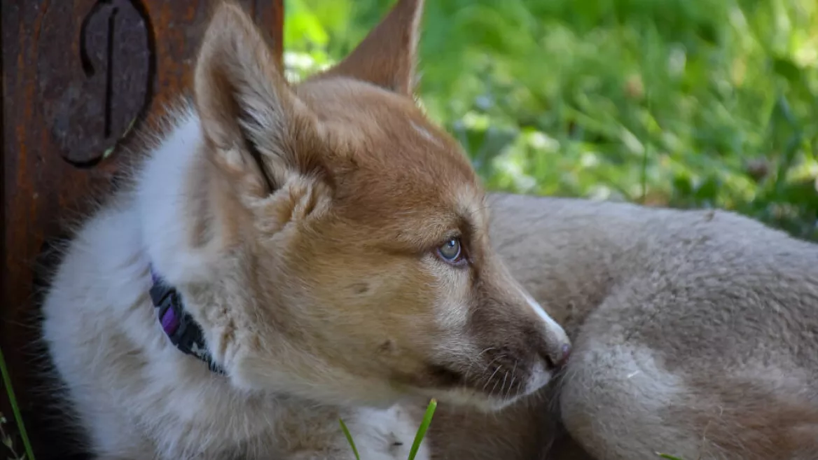 Cani balade découverte_Montchavin-les-Coches