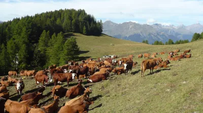 Tarine cows