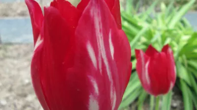 Tulipa Aximensis