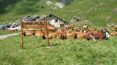 Plan Pichu mountain pasture - La Plagne valley
