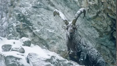 Observing ibex_Champagny-en-Vanoise