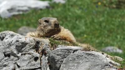 The saga of the marmots