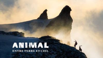 Lapied outdoor films : "ANIMAL, entre terre et ciel"