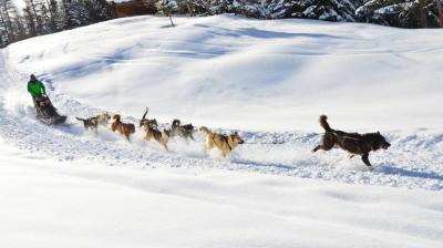 Traces Blanches Raid en chien de traineau