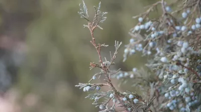 Les Genévriers trail