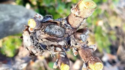 Workshops pruning of the vines_La Plagne Tarentaise