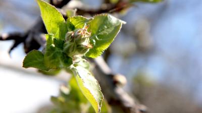 Apple trees in flower