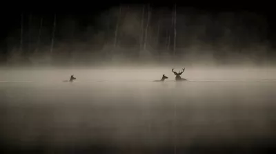 Cinema | Le chant des forêts_Aime-la-Plagne