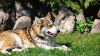 Animal interaction workshop_Aime-la-Plagne
