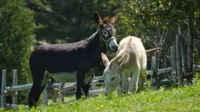 Walk with a donkey and relaxation_Aime-la-Plagne