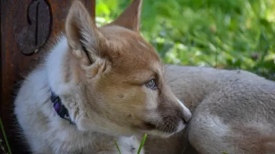Cani balade découverte_Montchavin-les-Coches