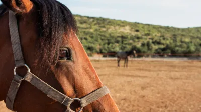 Les balades à cheval de Granier_Aime-la-Plagne