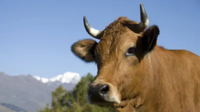 Nature and Discovery I: The Alpine Pasture and the Production of Beaufort Cheese_Montchavin-les-Coches