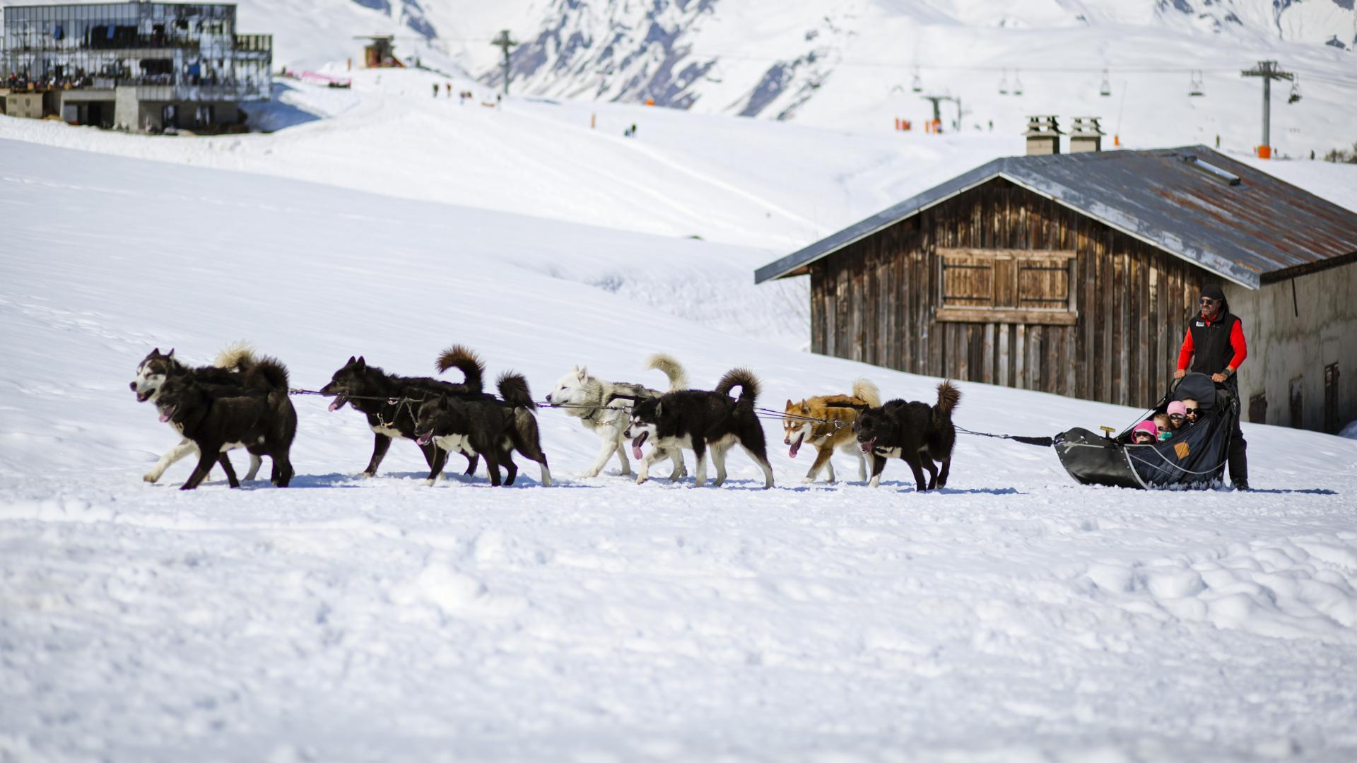 Chiens de traineaux La Plagne