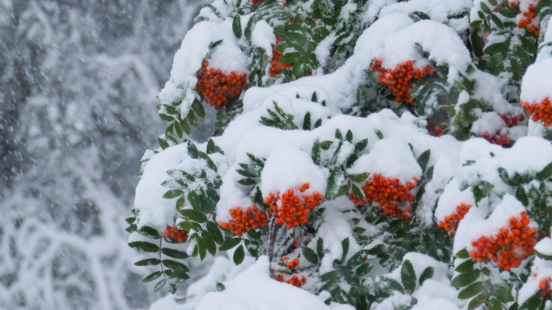 Première neige à La Plagne