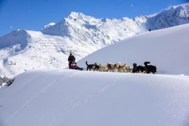 Balade en chiens de traineaux à La Plagne